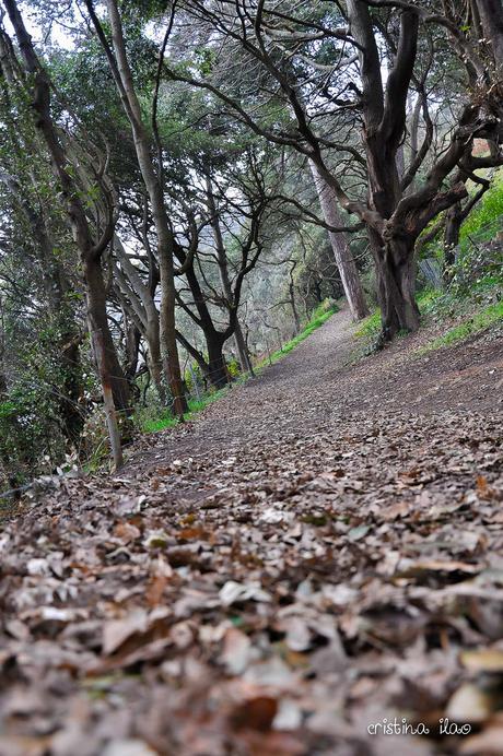 Cliff Walking: St Peter Port to Fermain Trail