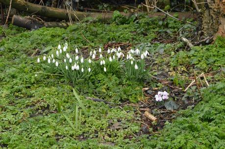 The snowdrop odyssey ends at home