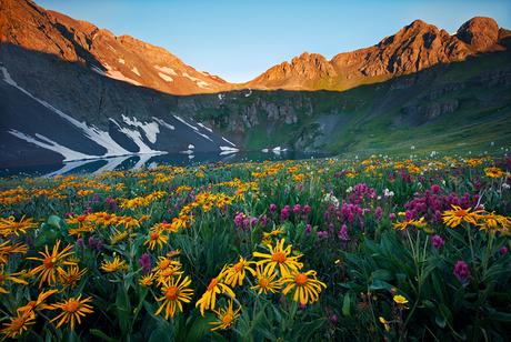 Welcoming Spring With Wildflowers