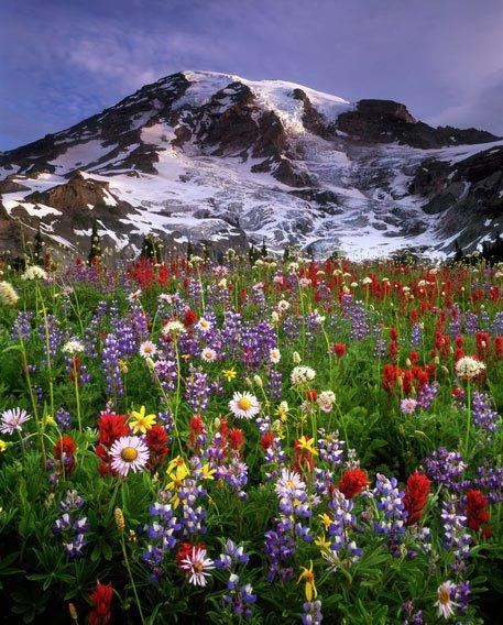 Welcoming Spring With Wildflowers