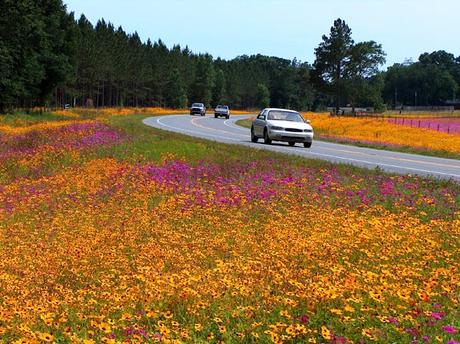 Welcoming Spring With Wildflowers