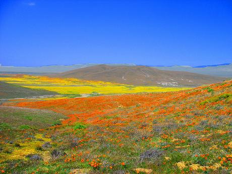 Welcoming Spring With Wildflowers