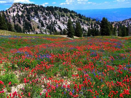 Welcoming Spring With Wildflowers