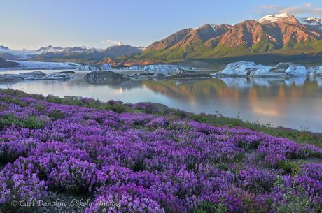 Welcoming Spring With Wildflowers