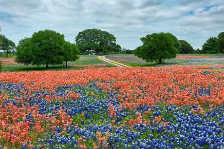 Welcoming Spring With Wildflowers