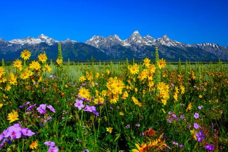 Welcoming Spring With Wildflowers