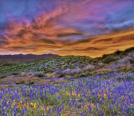 Welcoming Spring With Wildflowers