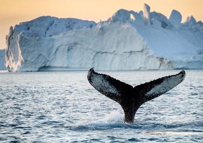 Learn about the animals in Greenland