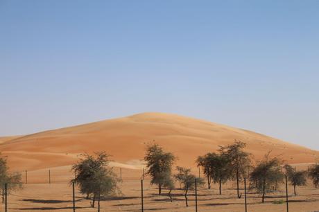 AUH desert