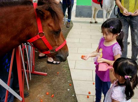 Ponies Galore at City Square Mall