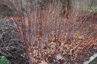Rubus saxatilis Winter (01/03/2015, Kew Gardens, London)