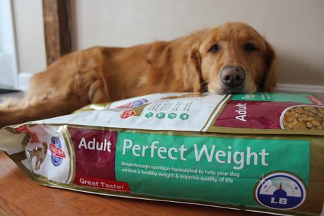 Helpful Tools to Transition Your Dog to Their #PerfectWeight