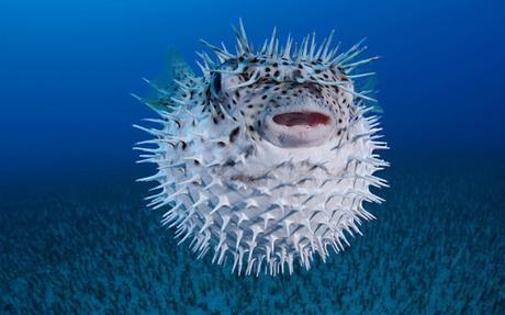 The spotted porcupinefish, Diodon hystrix, feed primarily at night on hard shelled invertebrates. Hawaii.