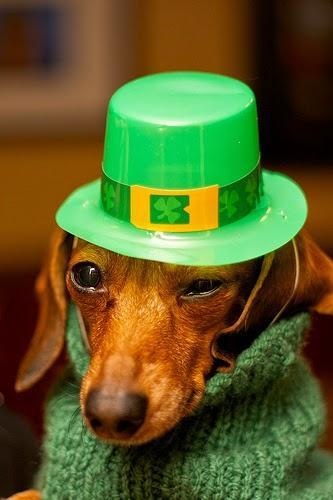 Top St. Patrick's Day pet stories
