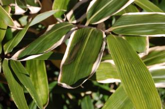 Sasa veitchii Leaf (01/03/2015, Kew Gardens, London)