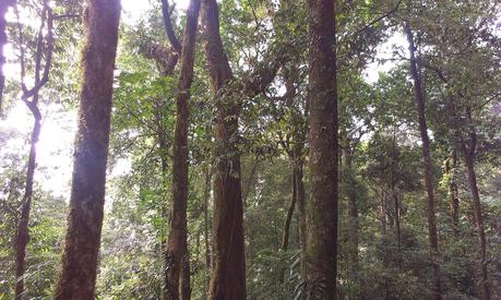 The forest with a white-browed canopy