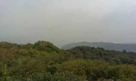 The forest with a white-browed canopy