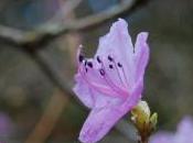 Rhododendron Mucronulatum