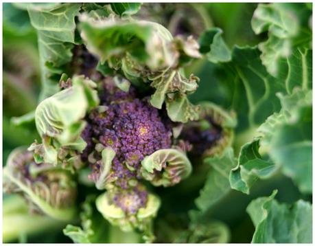 purple sprouting broccoli - 24a ~ growourown.blogspot.com