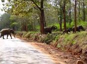 Wayanad Wildlife Sanctuary