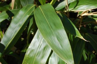 Indocalamus tessellatus Leaf (01/03/2015, Kew Gardens, London)