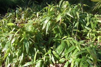 Indocalamus tessellatus (01/03/2015, Kew Gardens, London)