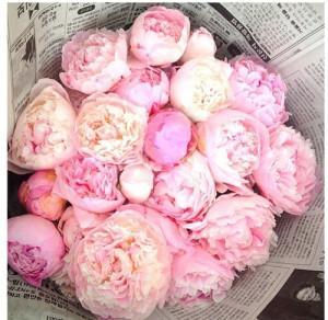 peonies