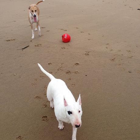 Bull Terrier and Lurcher