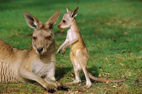 Melbourne, the most liveable city of the world!