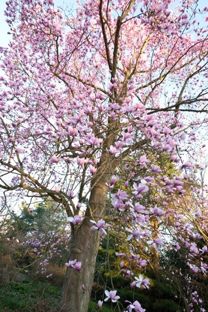 large magnolia tree