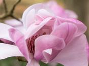 Magnolias Magnificent