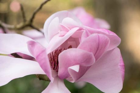 magnolia flower opening up