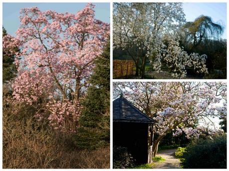 magnolia tree collage