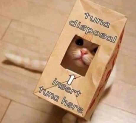 Top 10 Images of Cats In Bags
