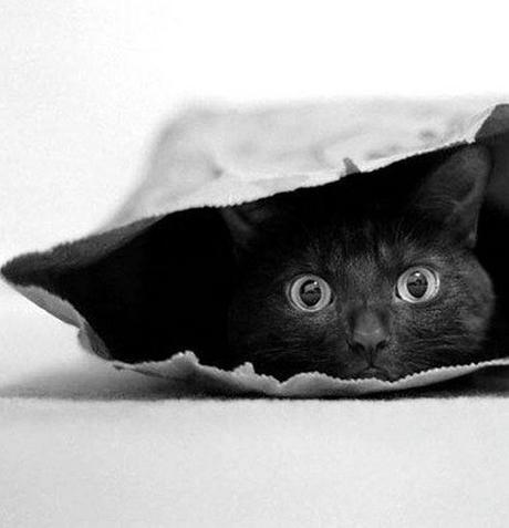 Top 10 Images of Cats In Bags