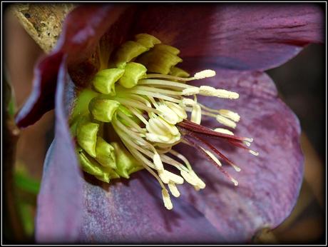 More on Hellebores