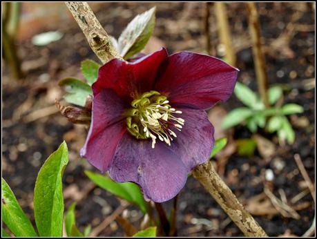 More on Hellebores