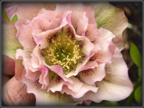 More on Hellebores