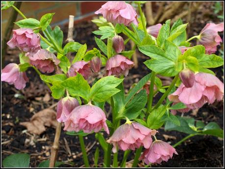 More on Hellebores