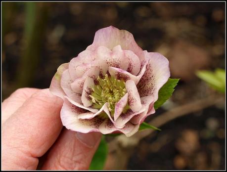 More on Hellebores