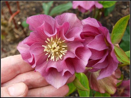 More on Hellebores