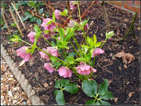 More on Hellebores