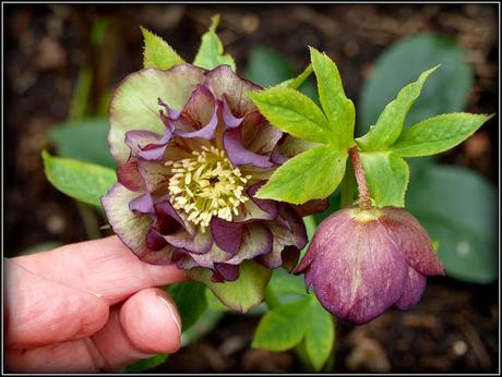 More on Hellebores