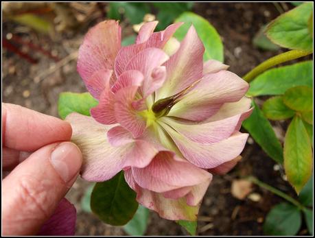 More on Hellebores