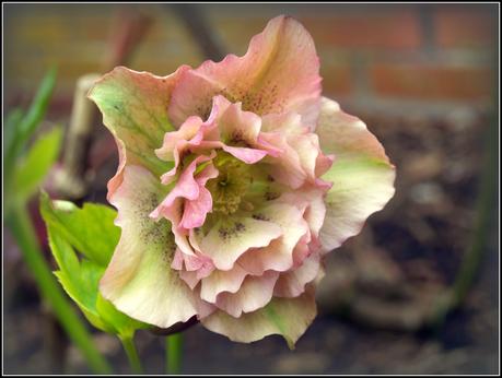 More on Hellebores