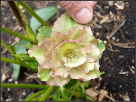 More on Hellebores