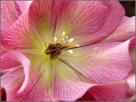 More on Hellebores