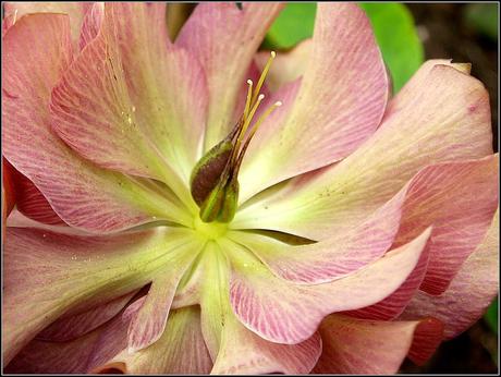 More on Hellebores