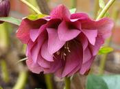 More Hellebores