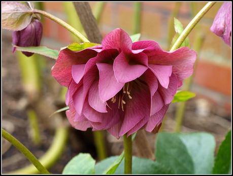 More on Hellebores